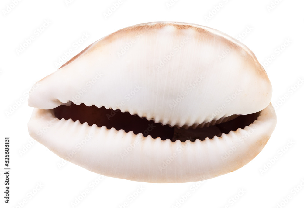 empty shell of cowrie isolated on white empty shell of cowrie isolated on white