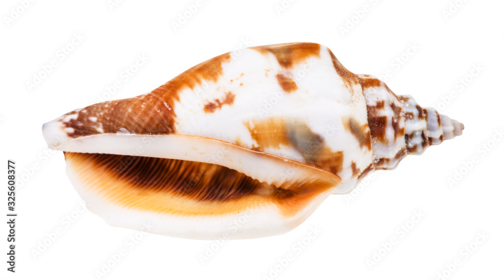empty shell of whelk mollusc isolated on white empty shell of whelk mollusc isolated on white