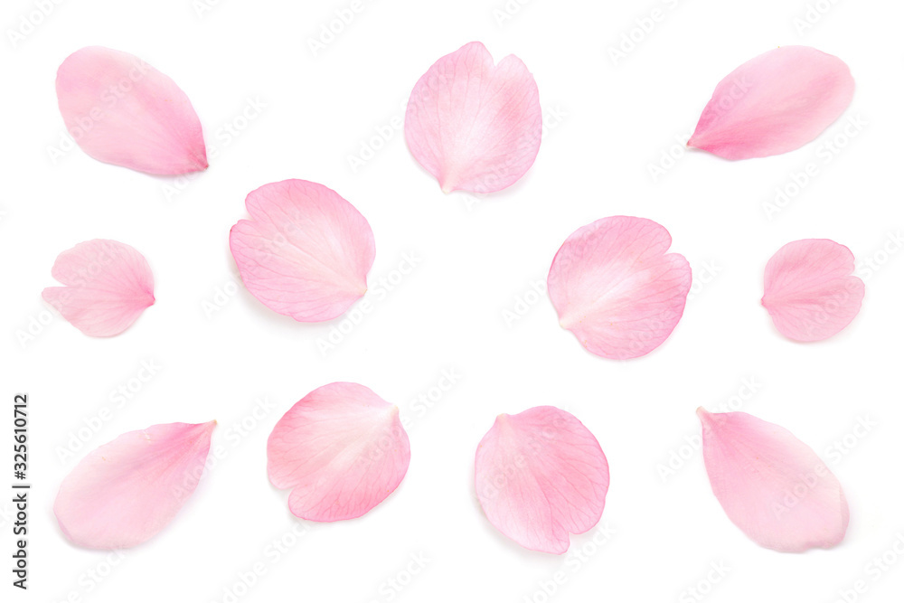 桜 花びら ピンク 春 白背景 桜 花びら ピンク 春 白背景