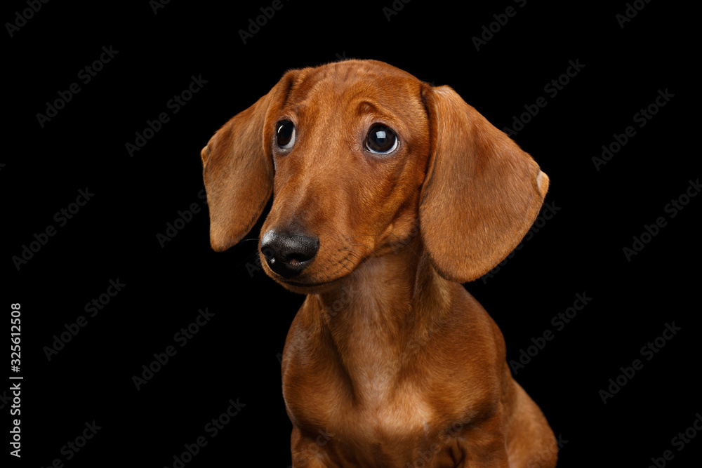 Cute Portrait of Smooth Haired Brown Dachshund Dog Sad Looking up Isolated on Black Background
