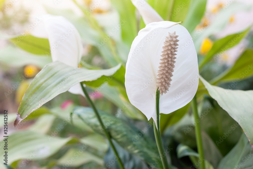 Fototapeta premium Peace Lily or spathiphyllum flower bloom with sunlight in the garden.