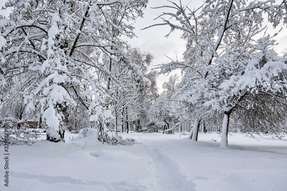 Fototapeta premium Winter park in snow. Beautiful winter trees branches with a lot of snow. Snow covered trees.