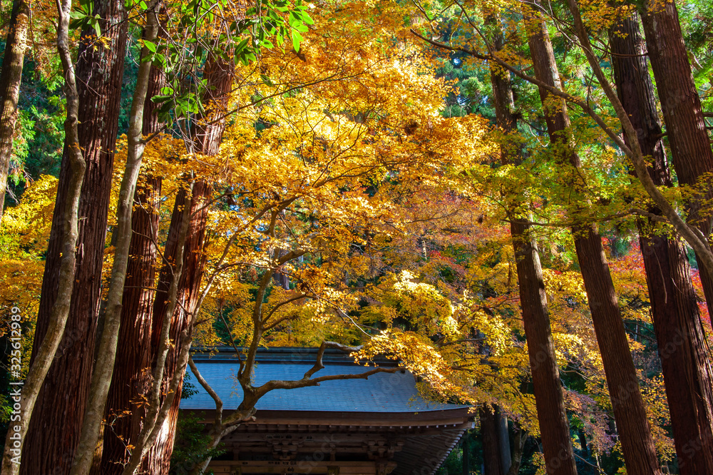 日本の寺の屋根と黄色い紅葉