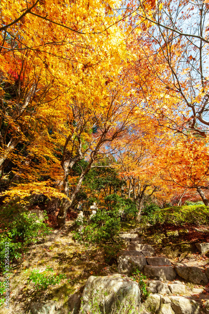 オレンジ色に光り輝く日本庭園の紅葉