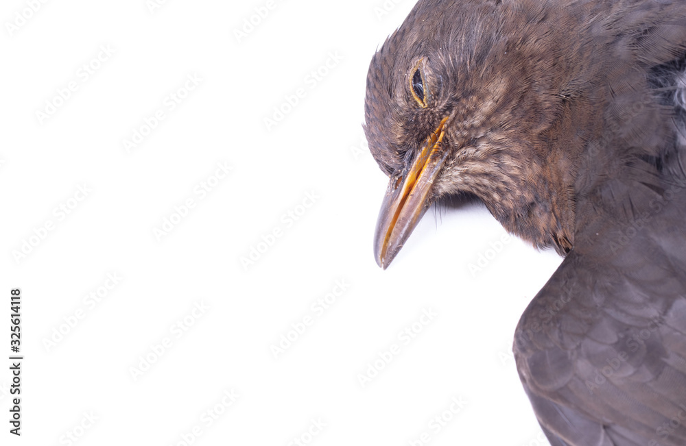 Fototapeta premium Dead blackbird isolated