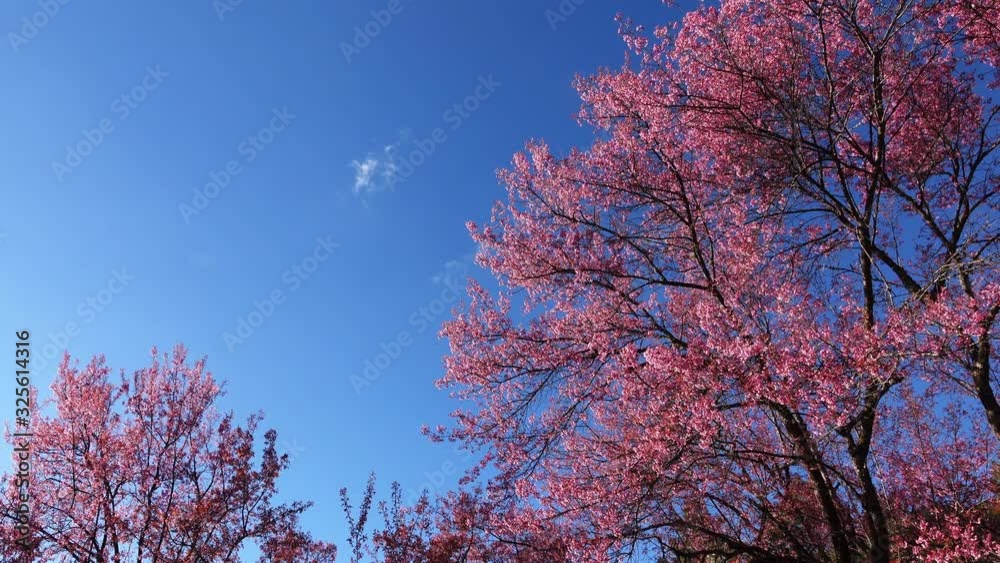 beautiful pink flower blossom blooming in nature with clear blue sky in the morning day beautiful pink flower blossom blooming in nature with clear blue sky in the morning day
