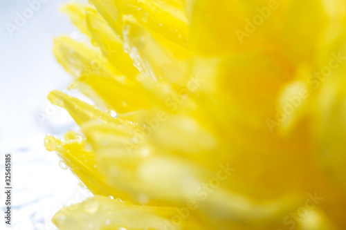 Close up yellow chrysanthemum petals with bright isolated background