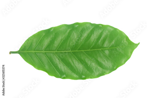 Coffee leaves green top leaf on white background.