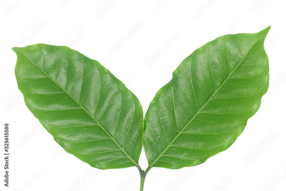 Coffee leaves green top leaf on white background. Coffee leaves green top leaf on white background.