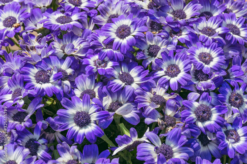 A bright floral background comprising of cineraria flowers with white and purple petals. Bloomed in a garden and also seen the violet pollens. A bright floral background comprising of cineraria flowers with white and purple petals. Bloomed in a garden and also seen the violet pollens.