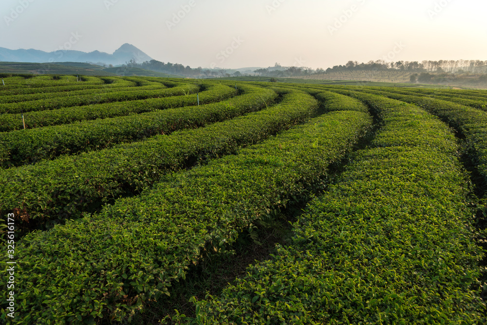 The scenery of the curved row of tea plantation in Chiang Rai, Thailand.