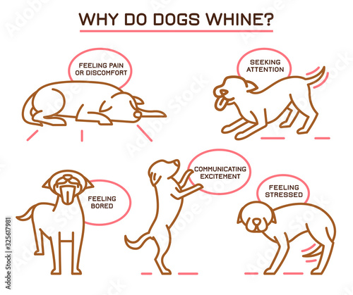 Dog Whining Poster