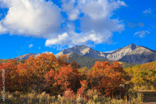 Red Scrub Oak Below Mount Sopris, Colorado on a blue sky Colorado Autumn day in the White River National Forest