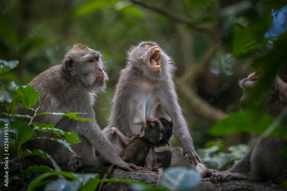 Monkeys (Macaca flavicularis) in Ubud Monkey Forest, Bali.