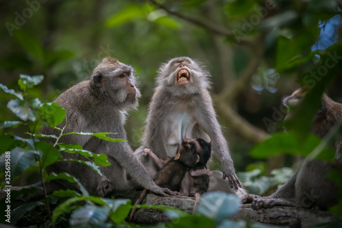 Monkeys (Macaca flavicularis) in Ubud Monkey Forest, Bali. © sidoy