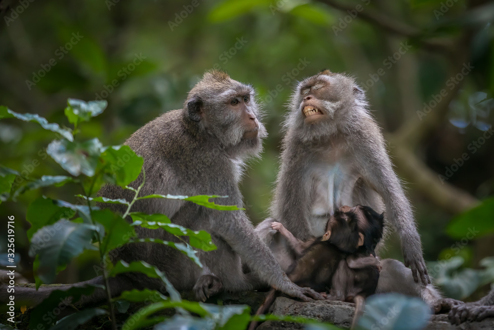 Monkeys (Macaca flavicularis) in Ubud Monkey Forest, Bali. Monkeys (Macaca flavicularis) in Ubud Monkey Forest, Bali.