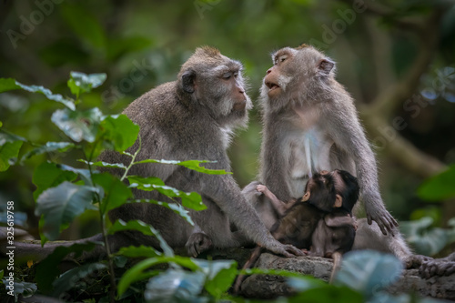 Monkeys (Macaca flavicularis) in Ubud Monkey Forest, Bali.