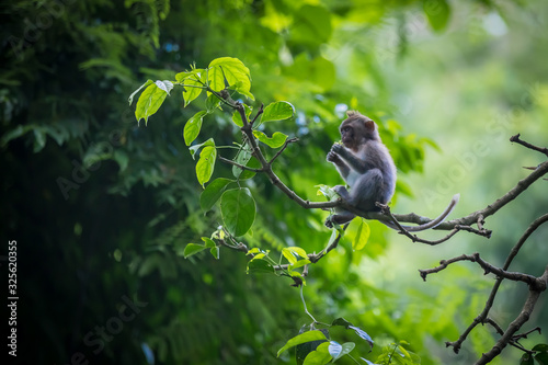 Monkey (Macaca flavicularis) in Ubud Monkey Forest, Bali.