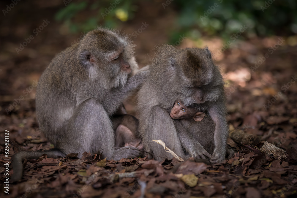 Monkeys (Macaca flavicularis) in Ubud Monkey Forest, Bali.