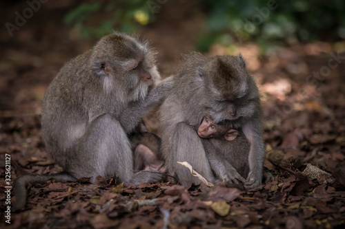 Monkeys (Macaca flavicularis) in Ubud Monkey Forest, Bali. © sidoy