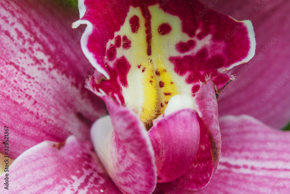 pink flower bud close-up