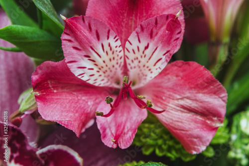 pink flower close-up, stamens