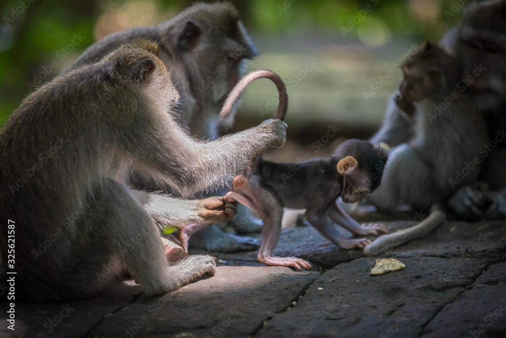 Monkeys (Macaca flavicularis) in Ubud Monkey Forest, Bali. Monkeys (Macaca flavicularis) in Ubud Monkey Forest, Bali.