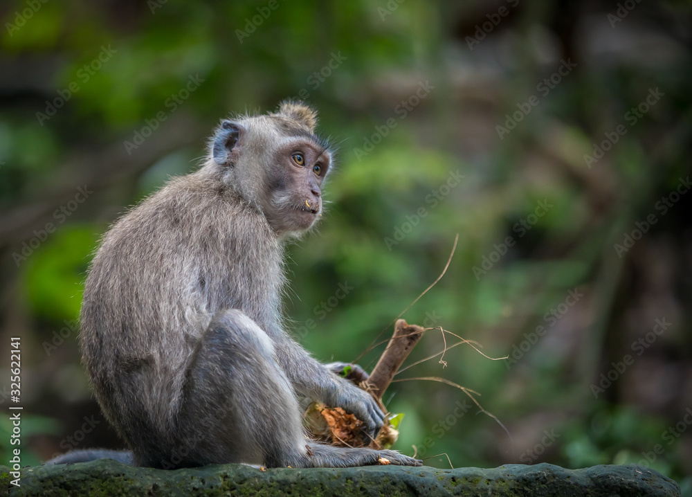 Monkey (Macaca flavicularis) in Ubud Monkey Forest, Bali. Monkey (Macaca flavicularis) in Ubud Monkey Forest, Bali.