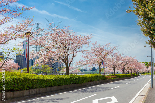 道沿いの桜