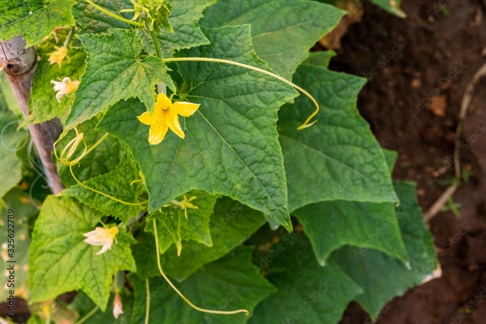 Cucumbers planted on the farm have complete flowers and fruit. Cucumbers planted on the farm have complete flowers and fruit.