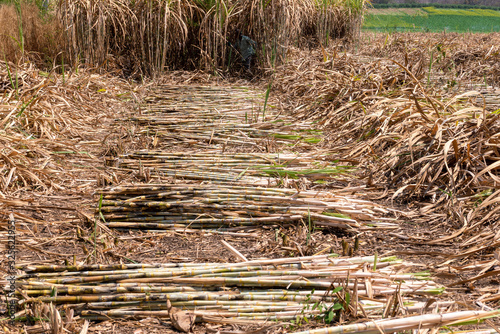 Wallpaper Mural sugarcane plantation are harvesting season in Thailand agriculture waiting to send into industry Torontodigital.ca