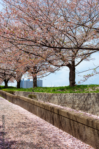 道沿いの桜