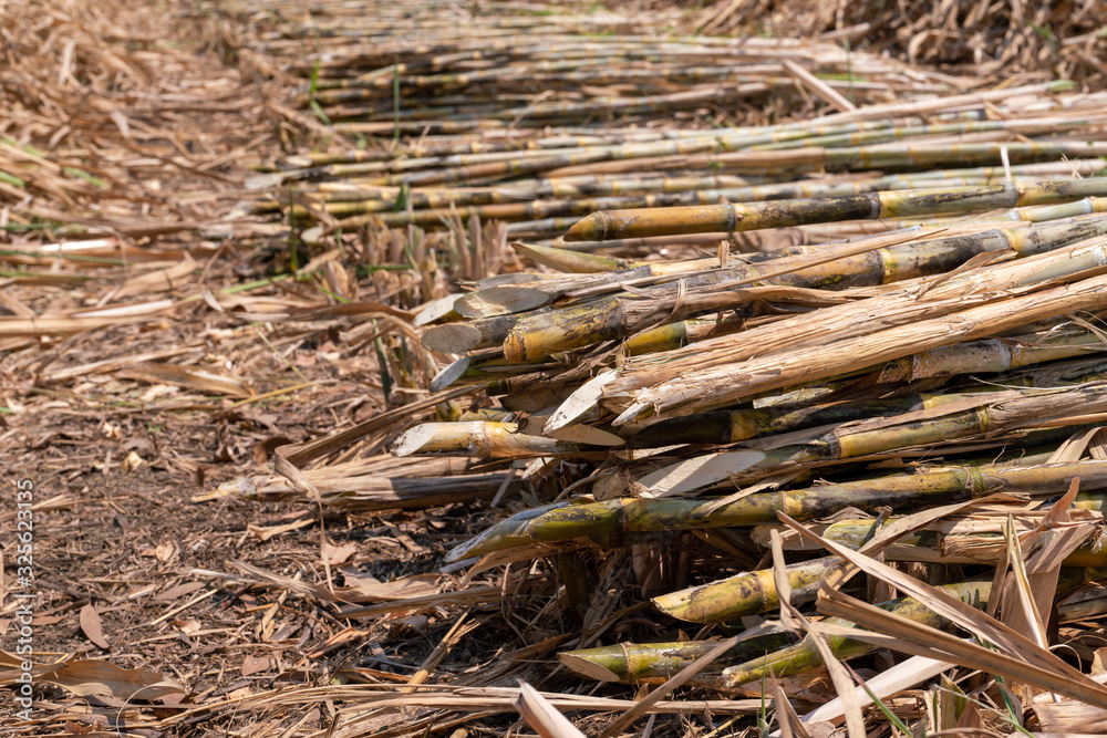 sugarcane plantation are harvesting season in Thailand agriculture waiting to send into industry sugarcane plantation are harvesting season in Thailand agriculture waiting to send into industry