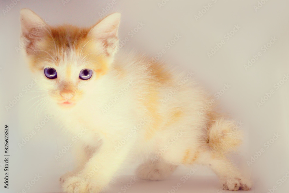 photo of a persian kitten with a soft background
