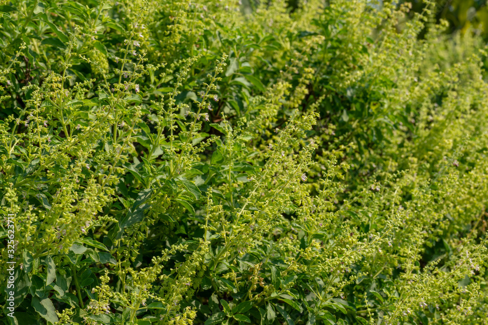 Bapho flowers on the treeBapho flowers on the tree Bapho flowers on the treeBapho flowers on the tree
