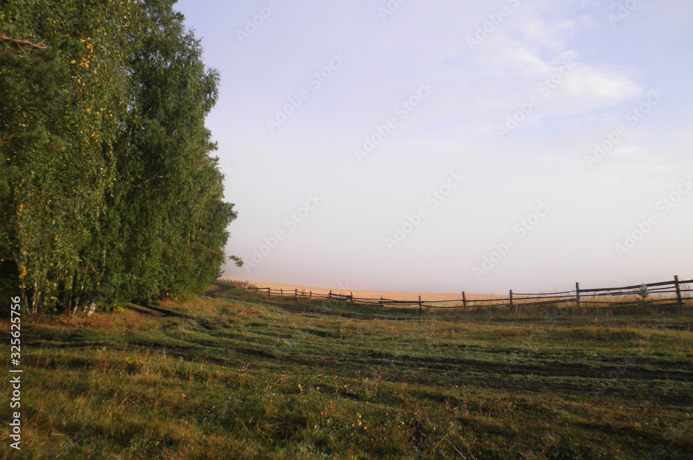 August morning, forest edge, fence covering wheat field from cattle and Golden wheat field in the fog