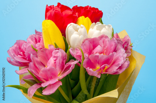 Beautiful bouquet of colorful tulips on a blue background close-up