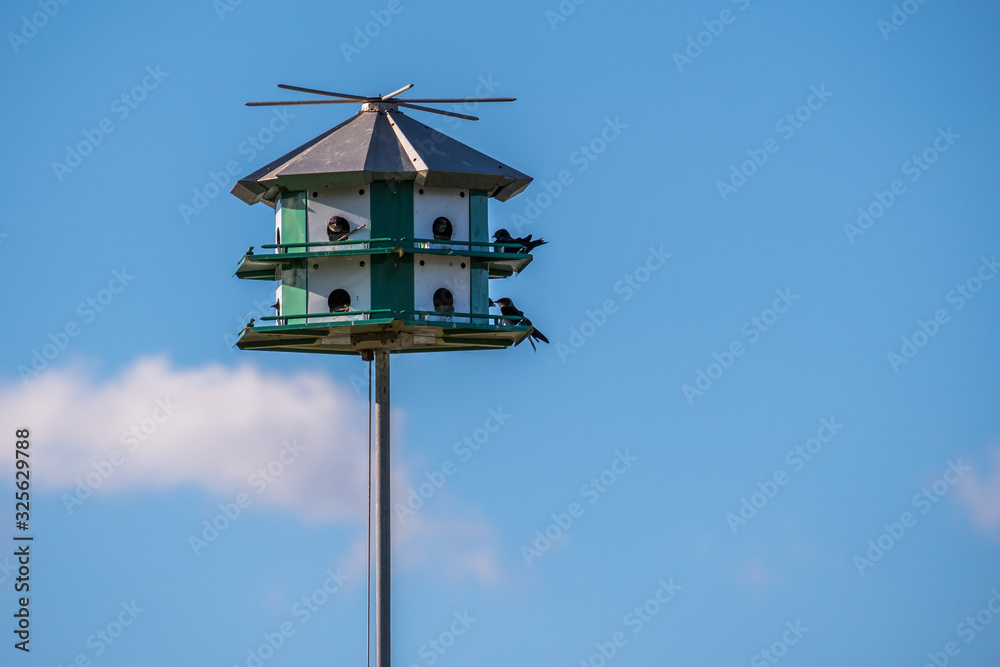 A nestling birds on top of a man-made housing in Rockport, Texas A nestling birds on top of a man-made housing in Rockport, Texas