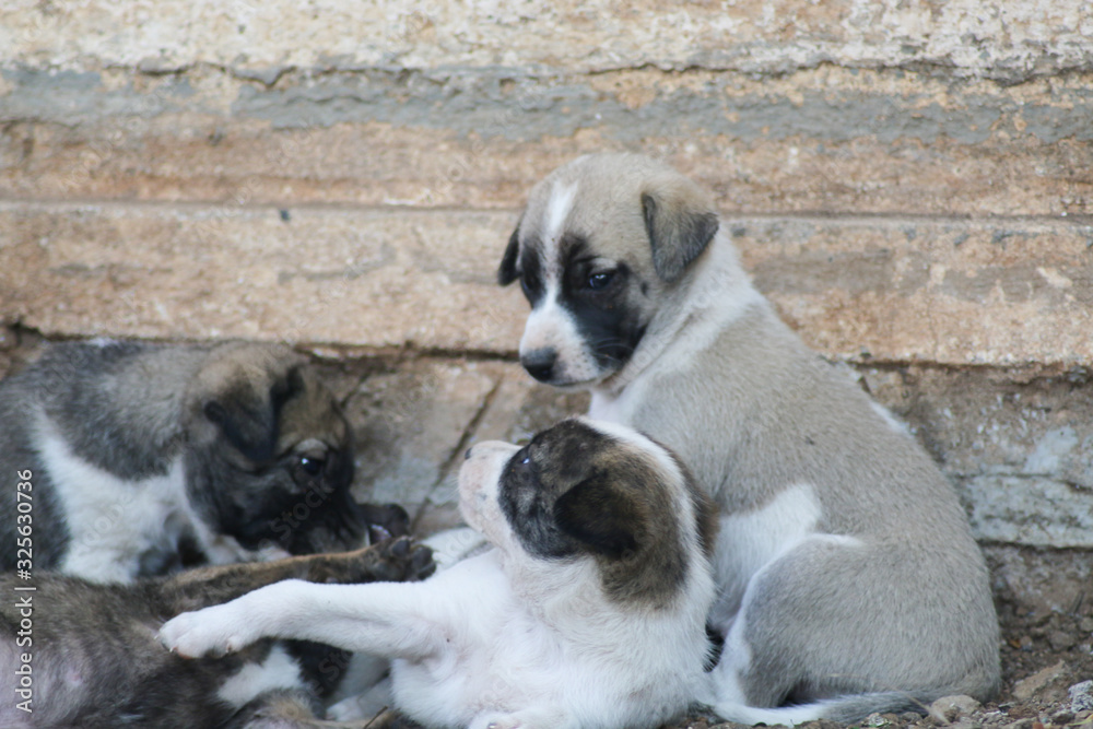 Cute puppies playing with each other 