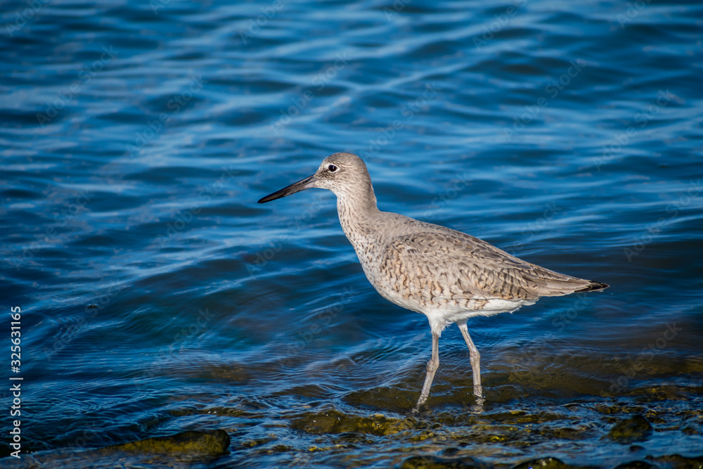 A mottled brown Willet bird in Rockport, Texas A mottled brown Willet bird in Rockport, Texas