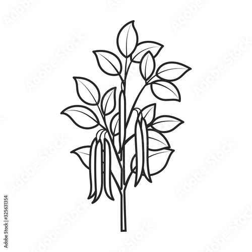 Plant of bean vector icon.Outline vector icon isolated on white background plant of bean .