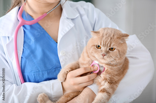 Fototapeta Naklejka Na Ścianę i Meble -  Veterinarian examining cute cat in clinic