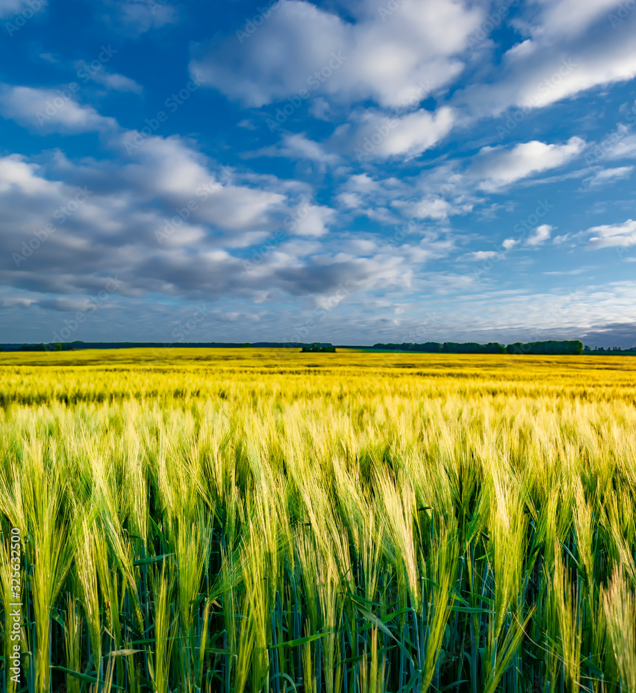 Spikes of winter wheat growing in spring. Spikes of winter wheat growing in spring.