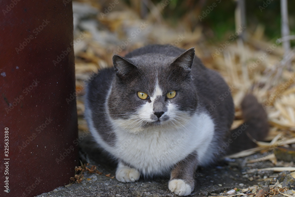 Fototapeta premium 可愛い猫