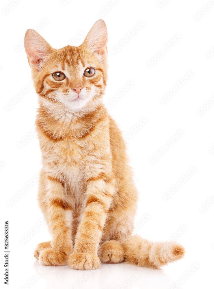 Obraz premium Portrait of redheaded cat. Looking into the camera.