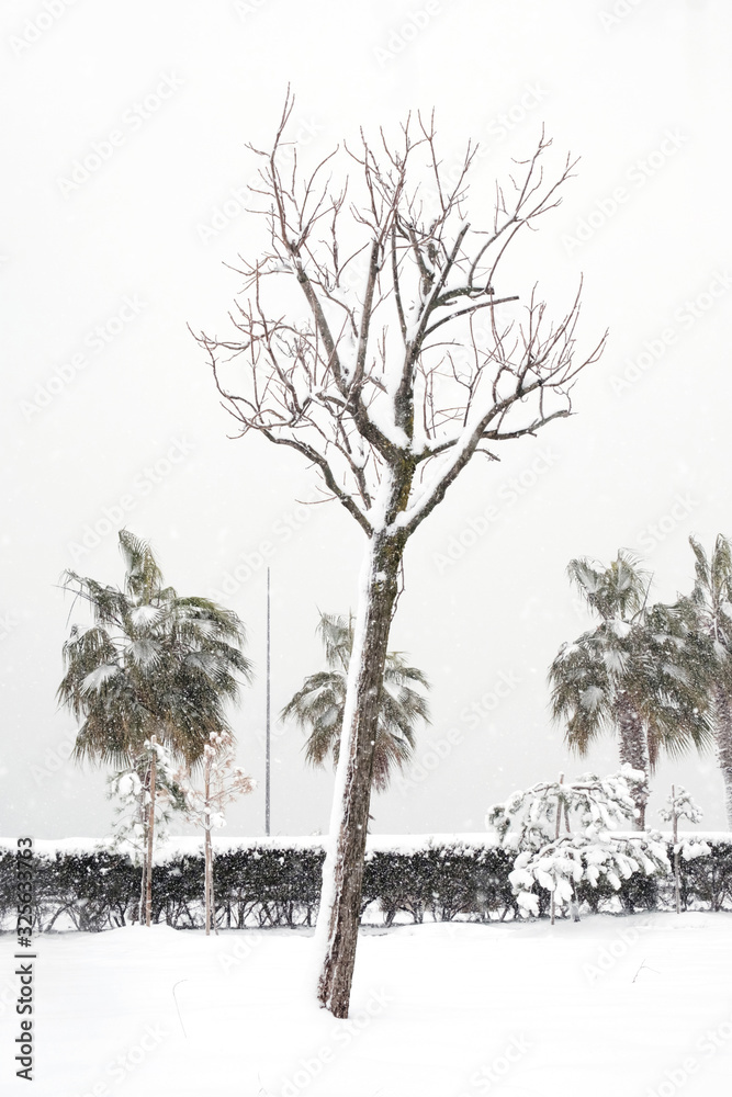 Fototapeta premium single leafless tree covered with snow
