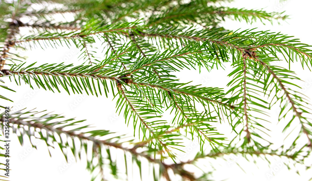 Fototapeta premium Green needles on a Christmas tree branch