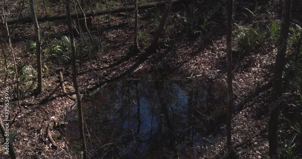 Hiking in the woods and coming across small pond Hiking in the woods and coming across small pond