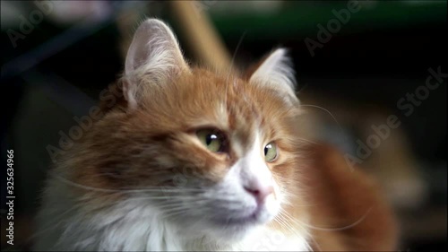 Close up towny cat turns his head and looks at camera.