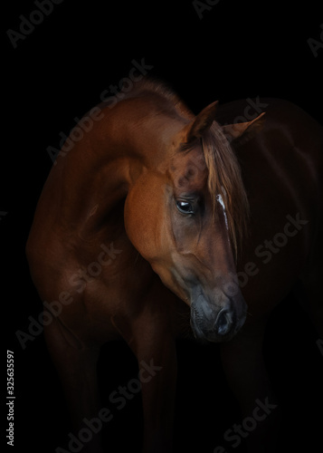 Portrait of a beautiful chestnut arabian horse look back isolated on black background, head closeup